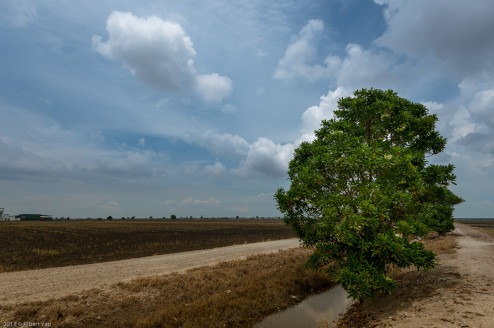 Lonely tree